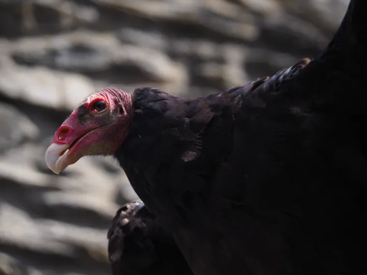 Birds of prey show at Chateau de La Roche-en-Ardenne (Belgium)